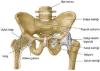 Recurrence of Pelvic Chondrosarcoma through Fascial Defect into Abdominal Cavity
