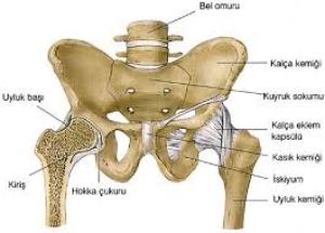Recurrence of Pelvic Chondrosarcoma through Fascial Defect into Abdominal Cavity